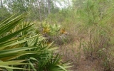 Lost Lake Drive Paisley, FL 32767 - Image 170388