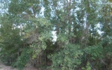 6742 Linwood Drive Keystone Heights, FL 32656 - Image 8269905