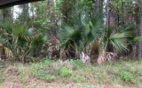 0 Avocado Blvd Bunnell, FL 32110 - Image 14027392